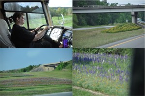 Highway Wildflowers